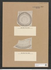 Campylodiscus ecclesianus Grev. (de-Toni-Nr.: Genus 57, Species 2487) Zeichnungen Sammlung Grunow Nr. 4999 (NHMW-BOT-W0373243)